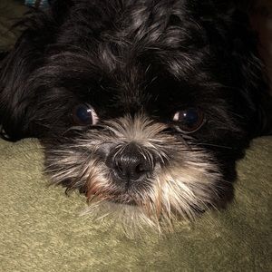 Meet your Posher, Monica